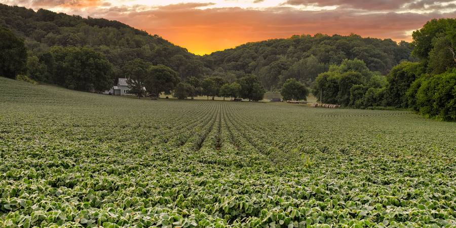 Lavoura verde ao amanhecer com o campo ao fundo