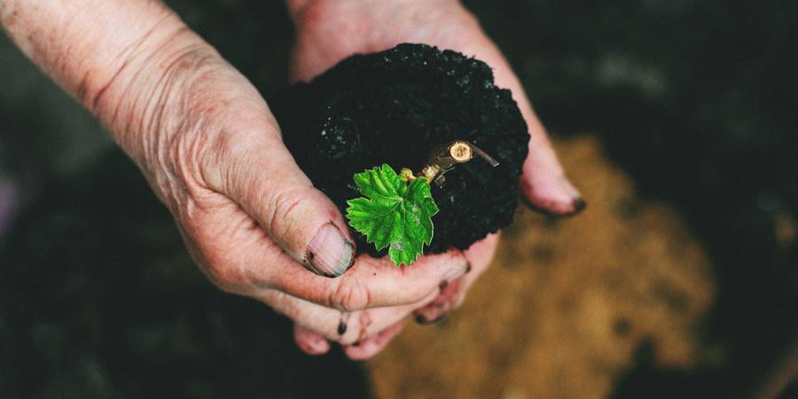 Mãos de agricultor segurando terra com uma muda brotando