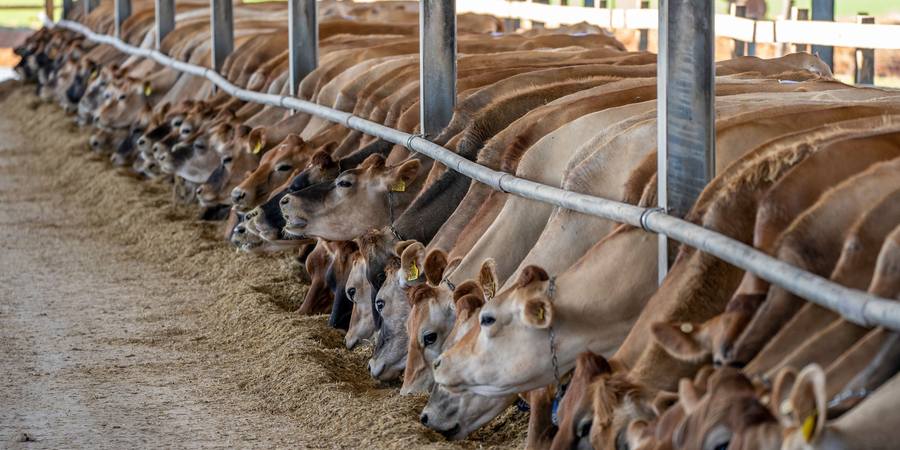 Vacas leiteiras alinhadas comendo no cocho