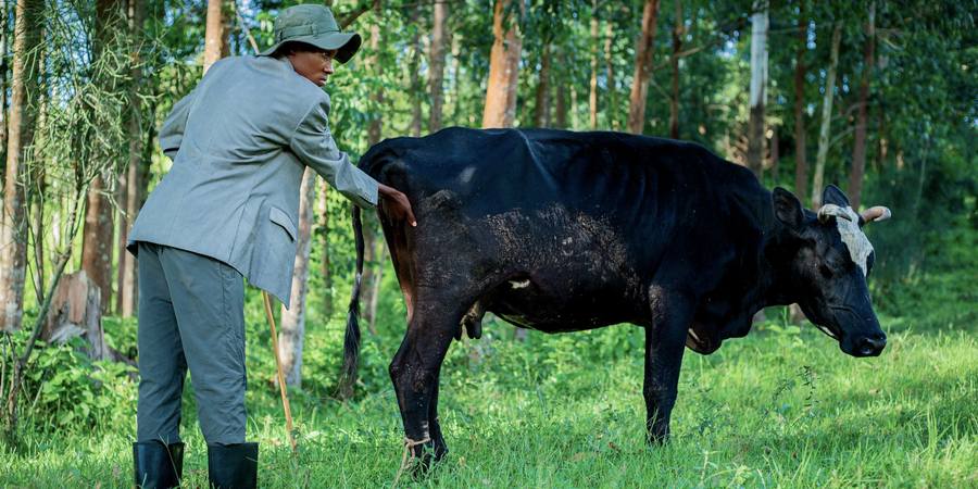 Técnico examinando uma vaca no campo