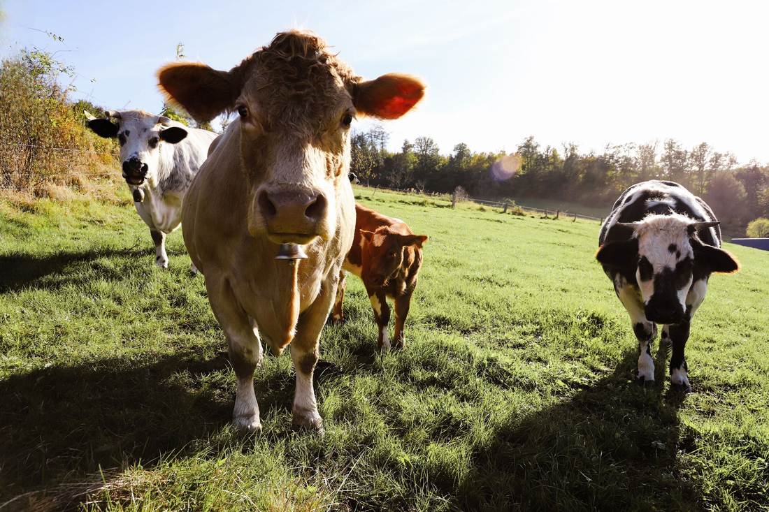 Vacas leiteiras caminhando por uma pastagem verde ao entardecer
