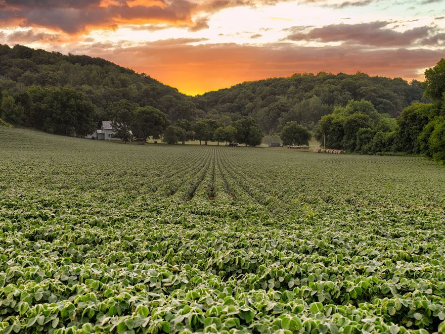 Lavoura verde ao amanhecer com o campo ao fundo