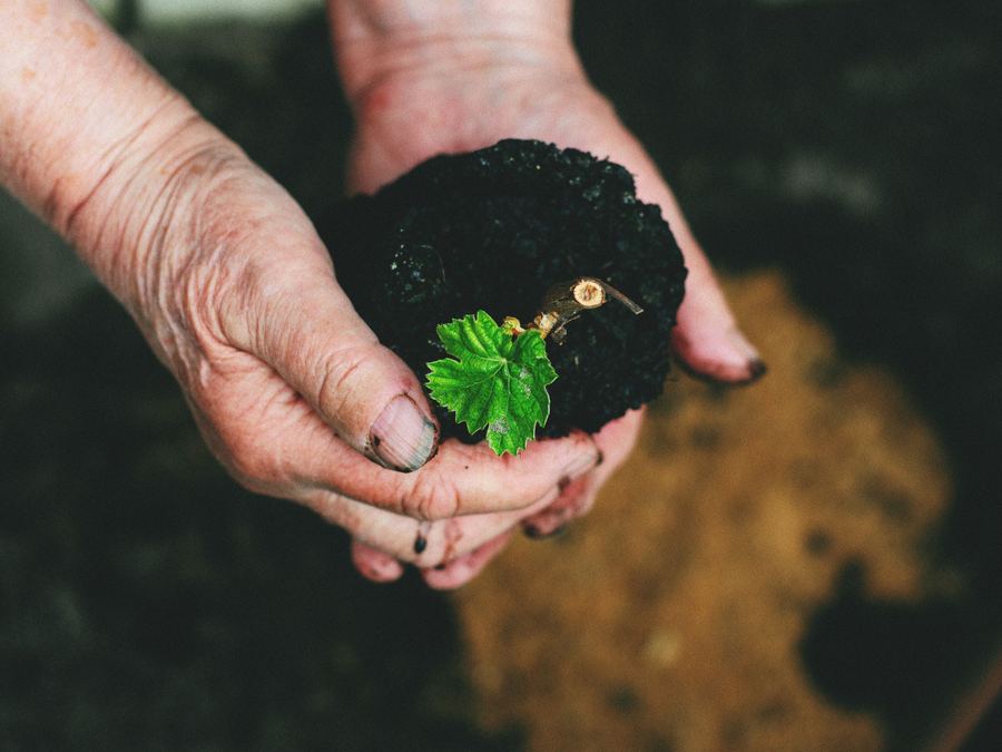 Mãos de agricultor segurando terra com uma muda brotando