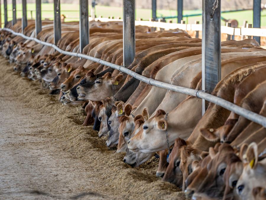 Vacas leiteiras alinhadas comendo no cocho