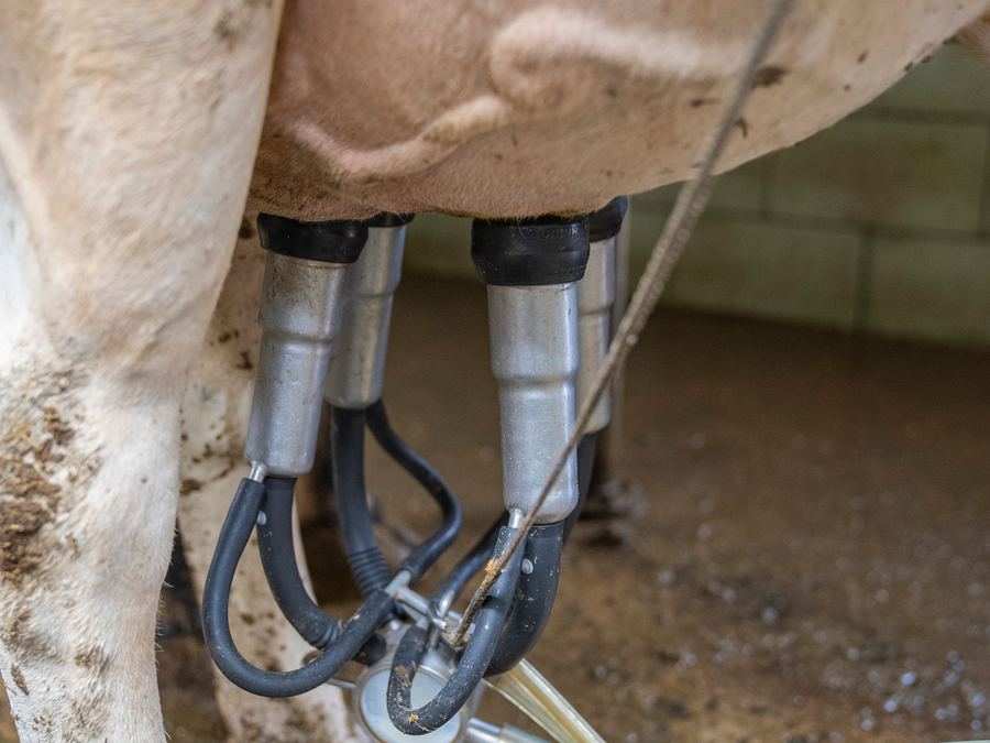 Conjunto de ordenha acoplado ao úbere de uma vaca