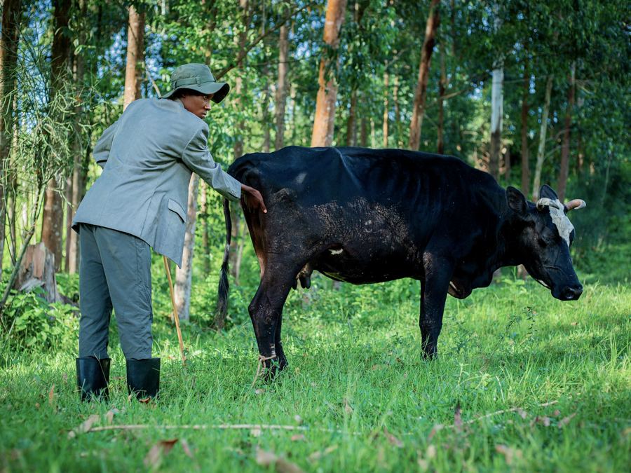 Técnico examinando uma vaca no campo